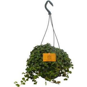 Pilea depressa - ø15cm - ↕25cm