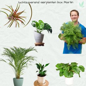 Sierplantenshop - luchtzuiverende -  - sierplanten - box martin - calathea - orbifolia - asplenium parvati  - dypsis palm - monstera - spathiphyllum - tillandsia air - naturel