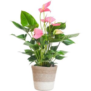 Anthurium Roze Explosie - Stijlvolle Kamerplant in Witte Mand - P17