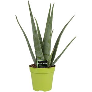 Aloe vera - ø15cm - ↕65cm