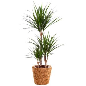 Dracaena marginata - ø21cm - ↕95cm