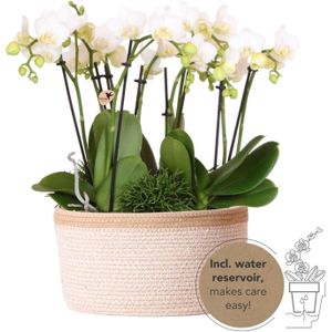 Kolibri orchids | witte phalaenopsis orchidee - amabilis - potmaat ø9cm | bloeiende kamerplant - vers van de kweker kolibri orchids | witte plantenset in cotton basket incl. Waterreservoir | drie witte orchideeën amabilis 9cm en drie groene planten