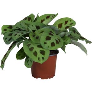 Maranta leuconeura kerchoveana - ø12cm - ↕30cm