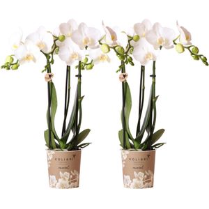Kolibri orchids | witte phalaenopsis orchidee - amabilis - potmaat ø9cm | bloeiende kamerplant - vers van de kweker kolibri orchids | combi deal van 2 witte phalaenopsis orchideeën - amabilis - potmaat ø9cm | bloeiende kamerplant - vers van de kweker