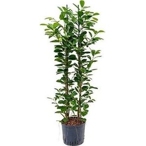 Plantenwinkel Ficus moclame 2pp hydrocultuur plant
