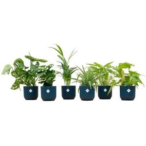 Verrassingsbox - 6 planten + elho Vibes Fold Round blauw Ø14 - 20-40cm