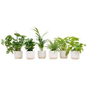 Verrassingsbox - 6 planten + elho Vibes Fold Round wit Ø14 - 20-40cm