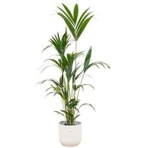 Kentia palm + elho Vibes Fold Round wit Ø30 - 160 cm