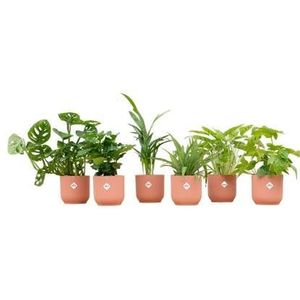 Verrassingsbox - 6 planten + elho Vibes Fold Round roze Ø14 - 20-40cm