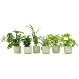 Verrassingsbox - 6 planten + elho Vibes Fold Round groen Ø14 - 20-40cm
