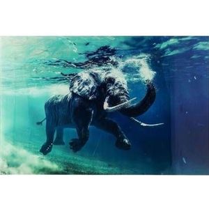 Kare Wandfoto Glass Swimming Elephant 100x80