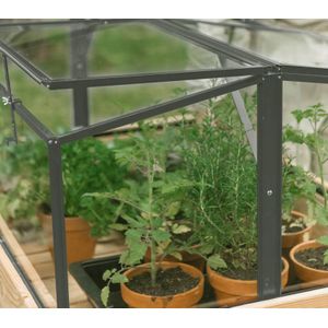 Royal Well Parsly Planter - Broeikas - Groen - Veiligheidsglas
