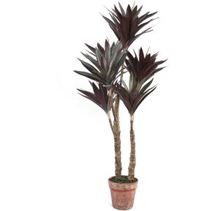 PTMD Tree Plant red yucca plant