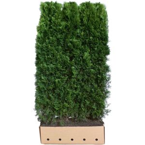 Kant en klaar haag Thuja occidentalis Smaragd 100x200cm.