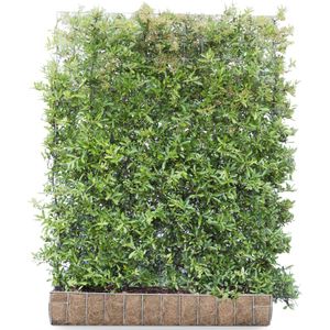 Mobilane Kant en klaar haag Pyracantha Dart's Red Vuurdoorn 120x155cm.