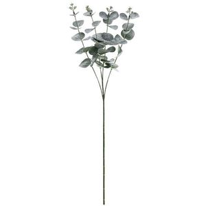 Bladeren Droogbloemen Eucalyptus 60cm