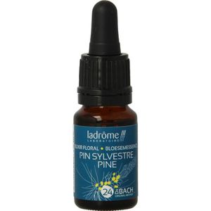 Pine / Den 24 bio