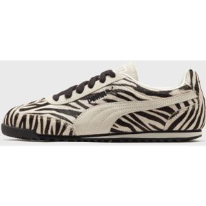 Arizona Zebra Wns