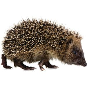 KEK AMSTERDAM Forest Friends Muursticker Hedgehog XL