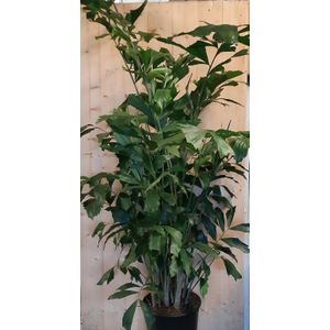 Warentuin Natuurlijk - Caryota Zachte vinnetjespalm 160 cm hoog kamerplant