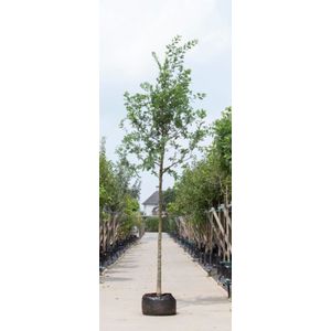 Warentuin Natuurlijk - Zomereik Quercus robur h 450 cm st. omtrek 16 cm
