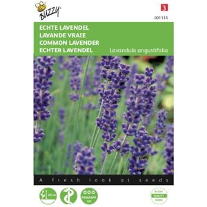 2 stuks - Buzzy - Lavendel Lavandula officinalis