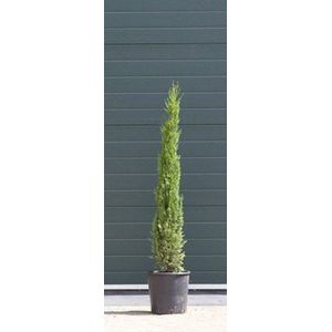 Warentuin Natuurlijk - 2 stuks! Italiaanse cipresboom Cupressus sempr. Pyramidalis h 137,5 cm boom