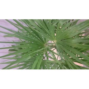 Warentuin Natuurlijk - Winterharde Palmboom Trachycarpus Fortunei stamhoogte 20 cm en hoogte 110 cm