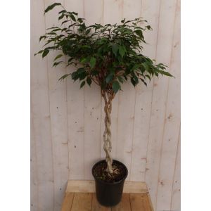 Warentuin Natuurlijk - Kamerplant Ficus Benjamina