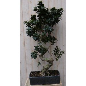 Warentuin Natuurlijk - Kamerplant Bonsai Ficus 100 cm