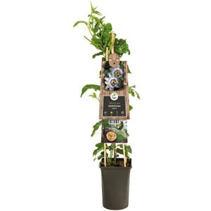 Van der Starre - Klimplant Passiflora Edulis 75 cm