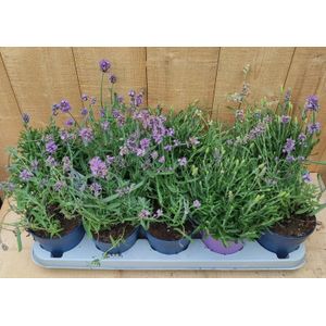 Warentuin Natuurlijk - Lavendel Hidcote 10 potjes per tray kleur paars