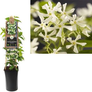 3 stuks - Van der Starre - Klimplant Trachelospermum jasminoides 75 cm