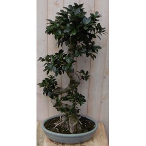Warentuin Natuurlijk - Kamerplant Bonsai Ficus 80 cm