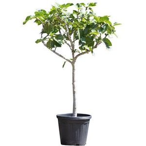 Warentuin Natuurlijk - 2 stuks! Vijgenboom 10/12 cm Ficus carica 137,5 cm boom