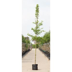 Warentuin Natuurlijk - 2 stuks! Japanse notenboom Ginkgo biloba h 250 cm st. omtrek 8 cm boom