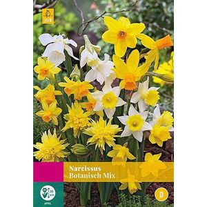 Jub Holland - bloembollen - Narcissen Botanisch Mix - maat 10/12 - 20 stuks