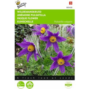 2 stuks - Buzzy - Pulsatilla vulgaris anemone