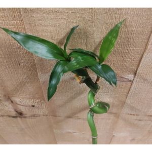 Warentuin Natuurlijk - Levende Bamboe stok Lucky Dracaena met krul 50 cm kamerplant