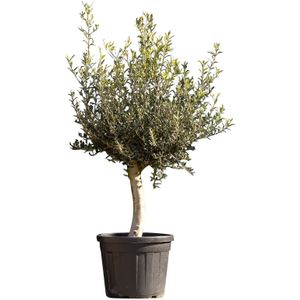 Warentuin Natuurlijk - Olijfboom laag vertakt XL Olea europaea 130 cm boom