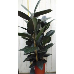 Warentuin Natuurlijk - Kamerplant Ficus elastica robusta 100 cm