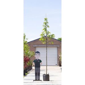 Warentuin Natuurlijk - Tamme kastanje boom Castanea sativa h 350 cm st. omtrek 12 cm