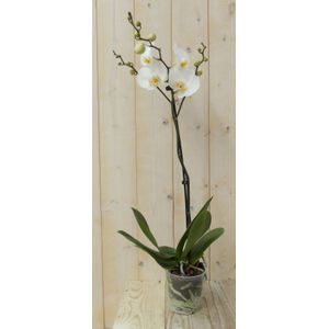 Warentuin Natuurlijk - Vlinderorchidee Luxe Tak wit 80 cm