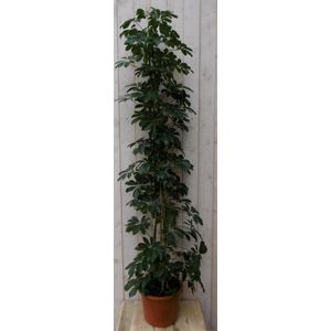 Warentuin Natuurlijk - Kamerplant Schefflera Vingersboom donkergroen 120 cm