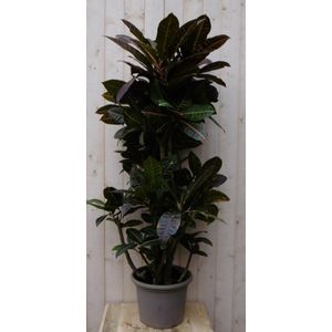 Warentuin Natuurlijk - Kamerplant Croton 120 cm