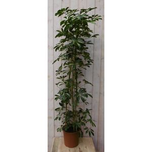 Warentuin Natuurlijk - Kamerplant Schefflera Vingersboom geelbont 120 cm