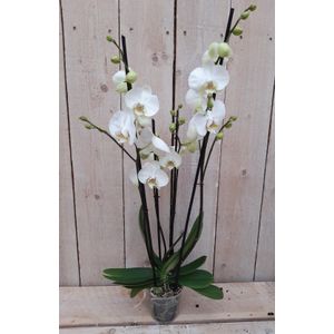 Warentuin Natuurlijk - Kamerplant Vlinderorchidee phalaenopsis wit 4 takken
