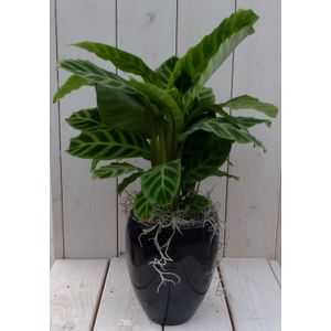 Warentuin Natuurlijk - Calathea groen blad zwarte/antraciete hoge pot 50 cm