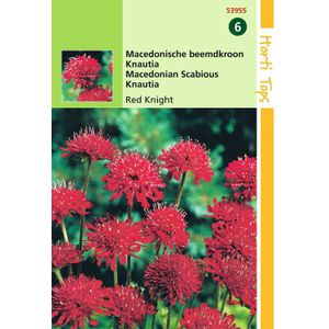 2 stuks - Hortitops - Knautia macedonica Red Knight
