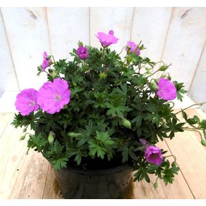 5 stuks - Warentuin Natuurlijk - Geranium roze